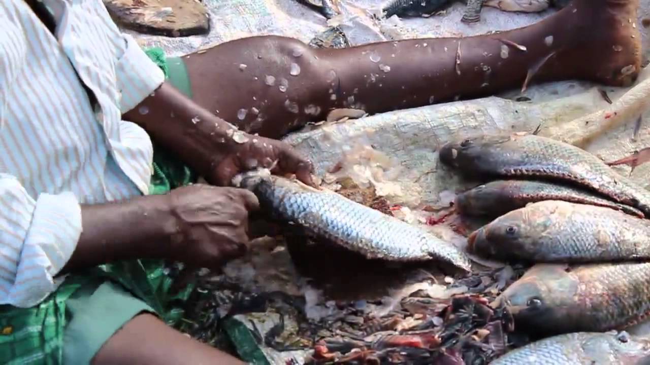 Fish cleaning by indian fishermen 