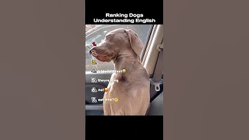 When Dog Understanding English