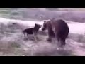 German shepherd attacks bear. German Shepherd vs  Bear.