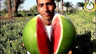 Amazing Grow watermelon Organic_In 5 minutes