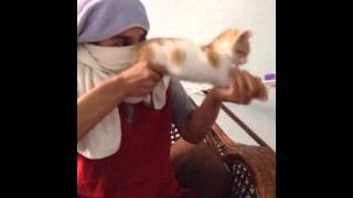 New funny cats Vines Compilation part 1