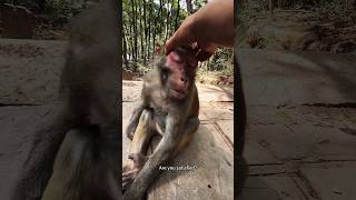 Give A Monkey A Head Massage
