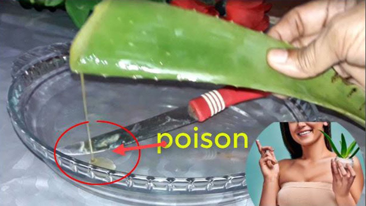 How To Remove Poison From Aloe Vera Remove aloin from aloe vera how
