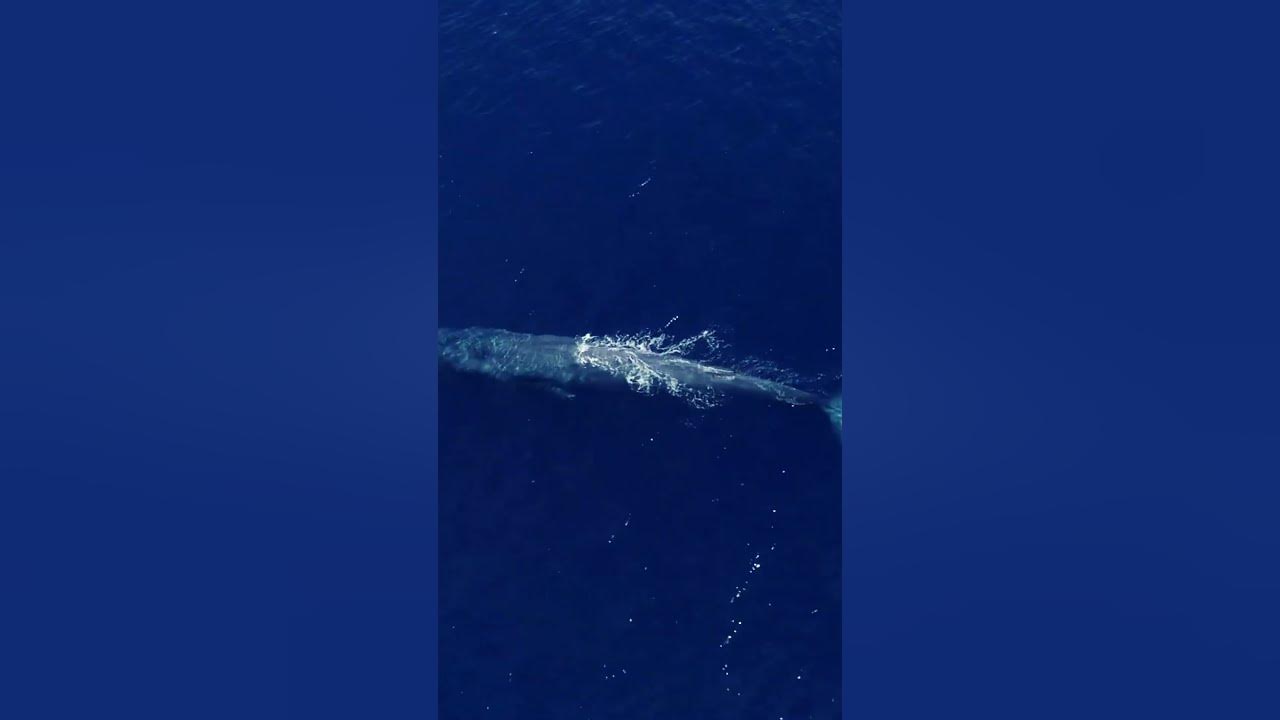 A blue whale’s heartbeat can be heard from up to 2 miles away #shorts