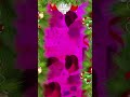 Funky öffnet sein😮 Adventskalender 🎅🎄| Tag 18! | #adventskalender #redbull #deutsch #funky