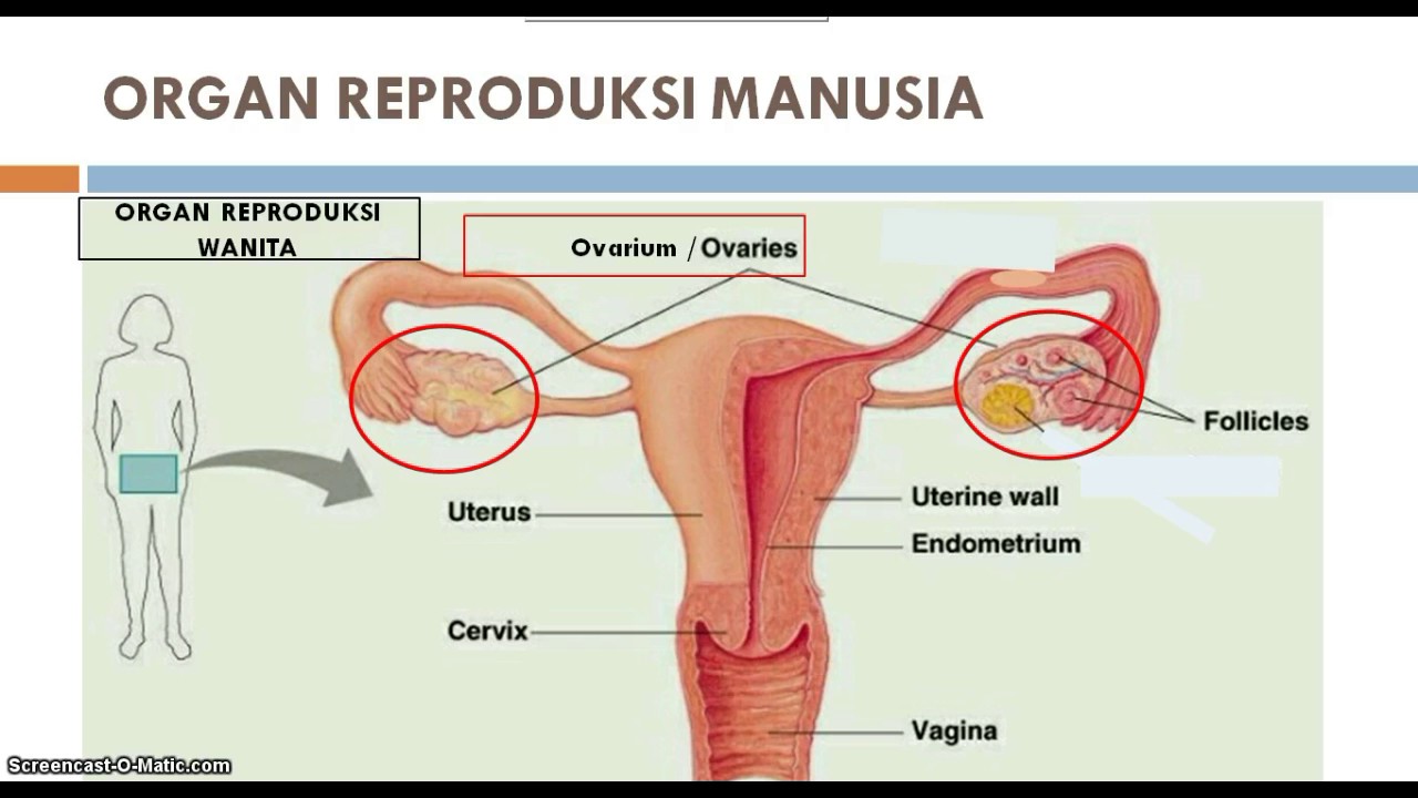  SISTEM  REPRODUKSI PADA MANUSIA DAN  HEWAN  YouTube