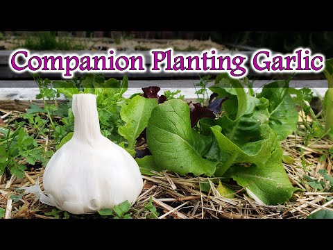 Video: Companions For Garlic Plants - Plante care cresc bine cu usturoi