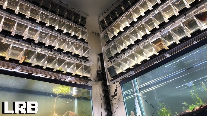 CRAZY aquarium breeding rack!! 