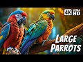 Wonderful large parrots  learn parrots names  exotic colors  relaxing nature sounds