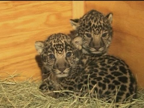 Videó: Pet Scoop: Büszke anya bemutatja a Baby Jaguar-t, kutyaféléket lila szívvel, amit ásott