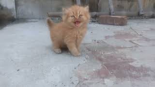 she say meow meow 🤣 cutest kitten by Universal Cattery 383 views 9 days ago 1 minute, 20 seconds