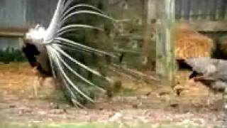 Natural Selection Tale of the Peacock