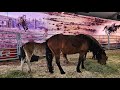 Born to buck  buckin horses exhibit rodeohouston 2024