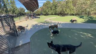 Dog park at Bluff creek Los Angeles , relaxing ASMR 4K