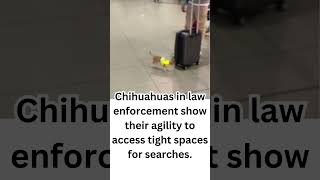 ? K-9 Police Chihuahua at the Airport