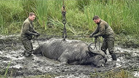 2 men save buffalo stuck in swamp, then the herd does shocking thing