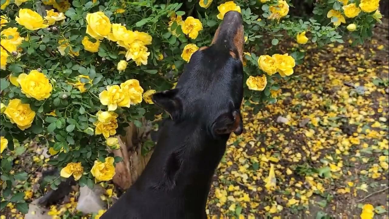 Does Your Dog Do This Strange Dog Habits YouTube does-your-dog-do-this-strange-dog-habits-youtube