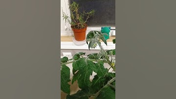 Vilma micro dwarf tomatoes