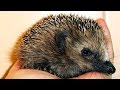 Small hedgehog - Ежик - Їжачок