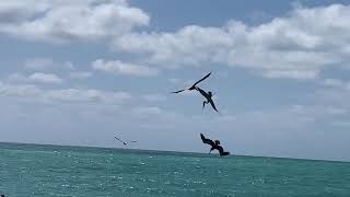 Pelican in Miami