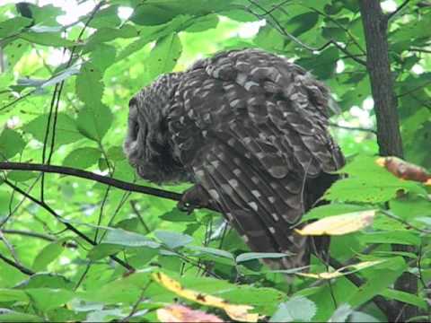 watershed Barred Owl