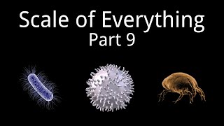Scale of Everything Part 9: 0.25-1,000 µm