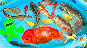 kem kem tivi cứu đàn cá vàng, cá trê, cá chuối, con vịt từ quái vật Ban Ban, con rồng, thả cá bể bơi