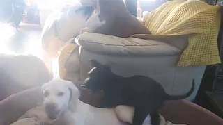 Rescued Pups And Puppies Are Playing In The Asca Fosteland