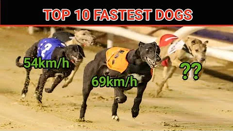 The Speed Demons: Top 10 Fastest Dog Breeds"|Dog race|worlds fastest dog.