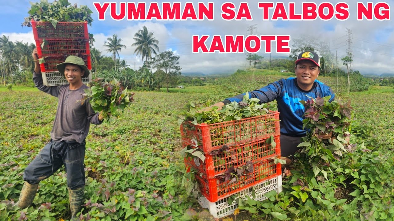 Pinsanin kong umasenso sa Talbos ng Kamote tumama sa lotto...sipag at tyaga