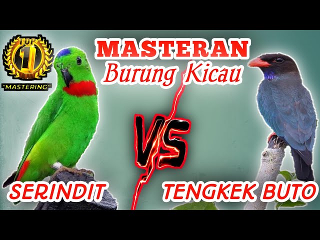 SERINDIT Sambung TENGKEK BUTO - Masteran Burung Jawara class=