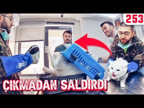 GERİLİM DOLU DAKİKALAR (Hırçın Kedi Bu Sefer Beni Dinledi) @DoBiDa 253