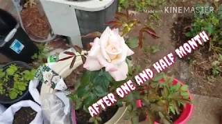 How to grow HYBRID TEA ROSES/ Learn from Scratch from planting to Flowering