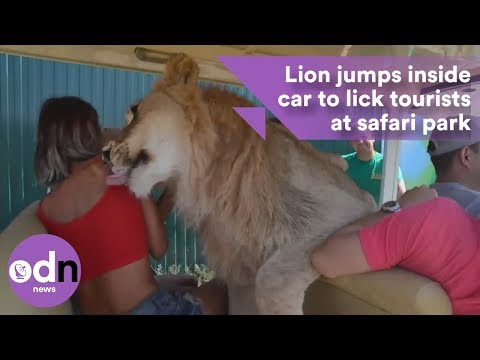 Lion jumps in car and licks tourists at safari park