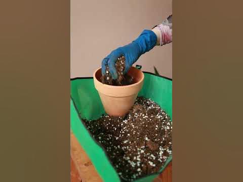 Посадка драцены - YouTube