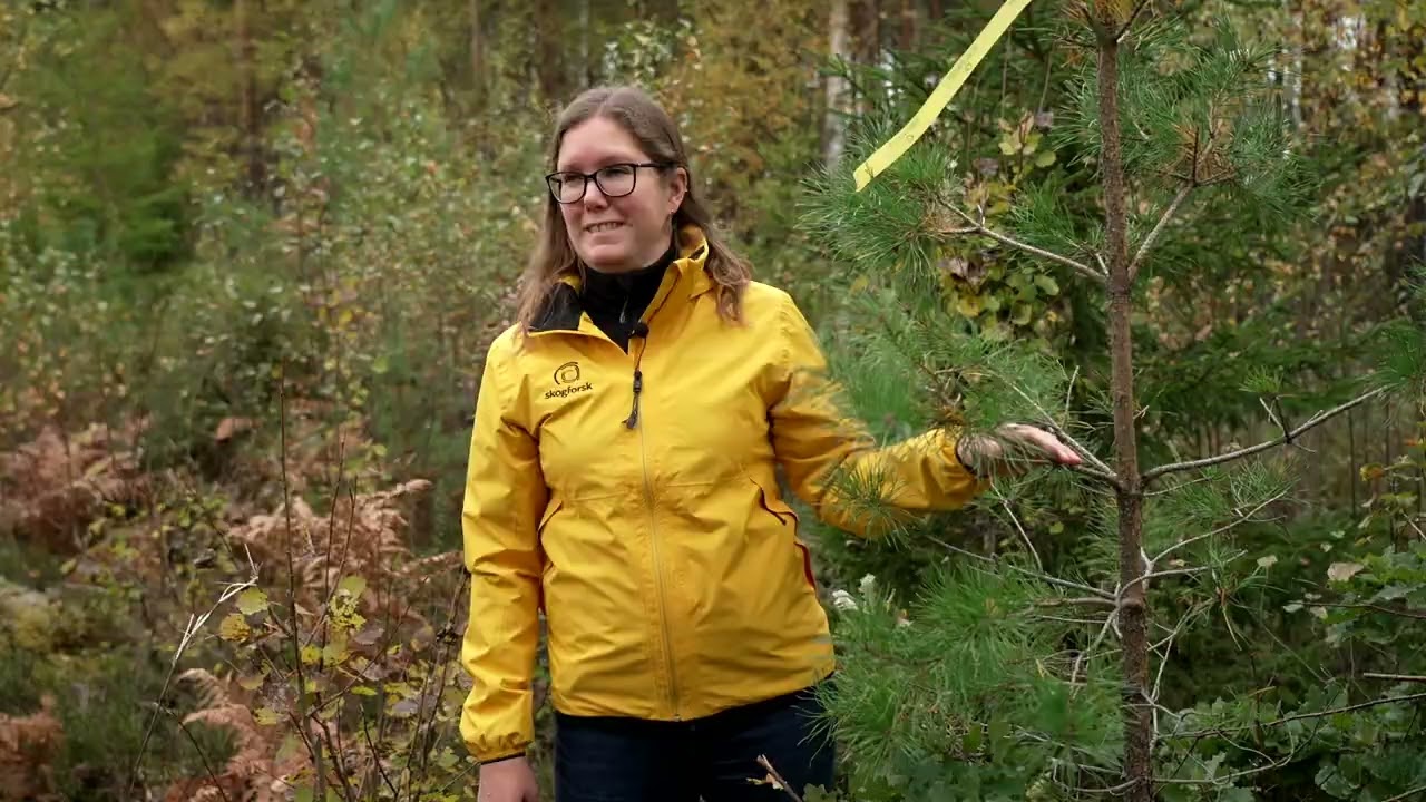 Revanschen - tallens återkomst i södra Sverige