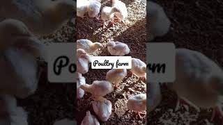 poultry farm business plan#short#farm#chicken