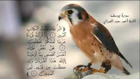 سورة يوسف أحمد سعيد العمراني