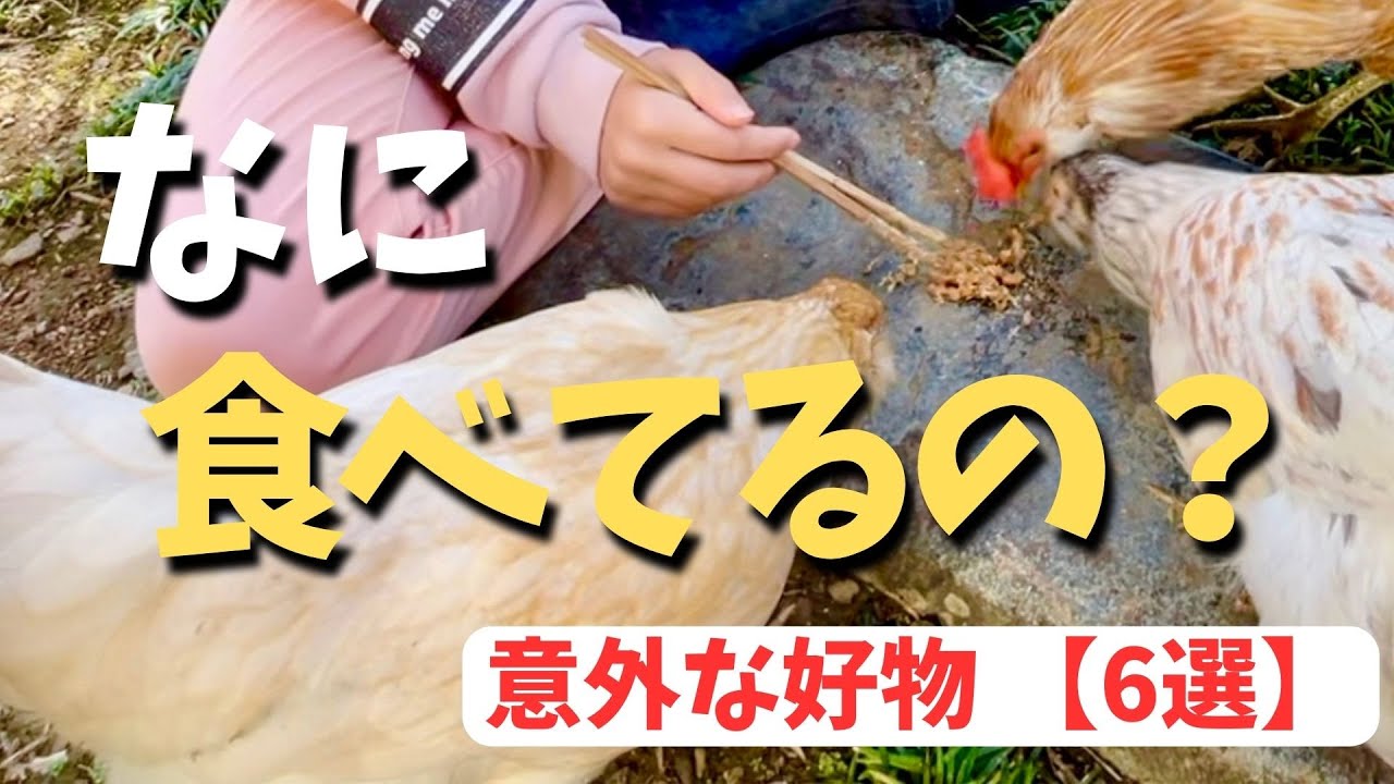 こんなものまで！？ニワトリが食べる意外な食べ物6選【ニワトリ飼育】 - YouTube