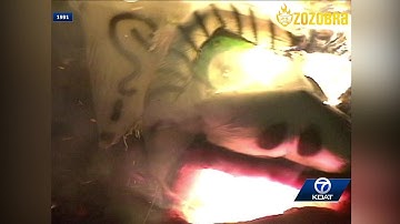 1991 Burning of Zozobra