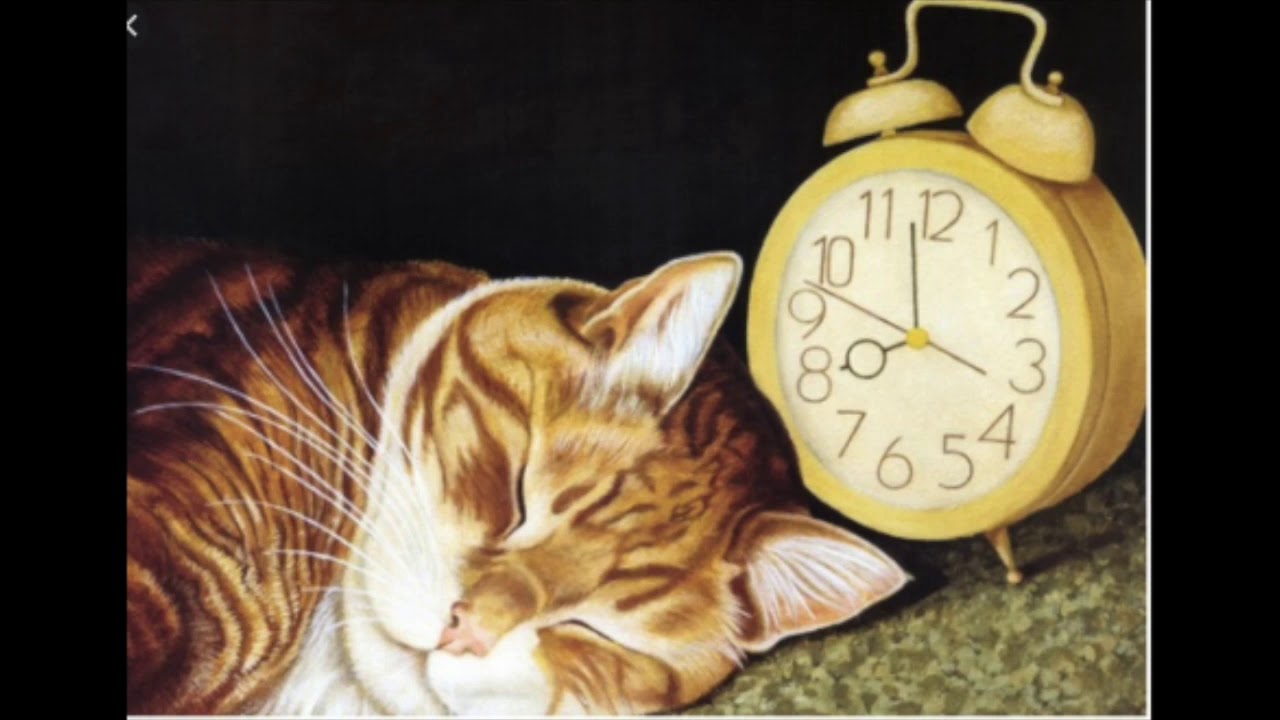 настоящий кот. кот шотландский на белом фоне для рекламы. будильник живопись. лоуэлл эрреро коты. котик 1 час.