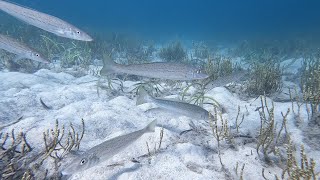 Whiting Frenzy at bait drop