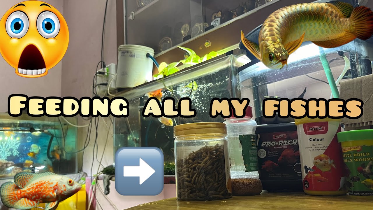 FEEDING ALL MY FISH IN FISH ROOM🤯🐠| Goldfish! Betta fish! Guppies ...