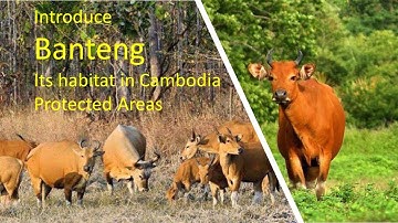 Save Banteng #animals #seewildlife #amazingwildlife #endangeredspecies #cuteanimals
