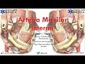 Anatomía - Arteria Maxilar Interna (Origen, Trayecto y Relaciones, Ramas)