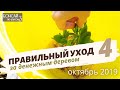 Денежное дерево | Толстянка | Крассула. Уход в домашних условиях: подготовка к зиме | Октябрь 2019