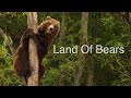 Land of Bears. Kamchatka. Wildlife HD video.