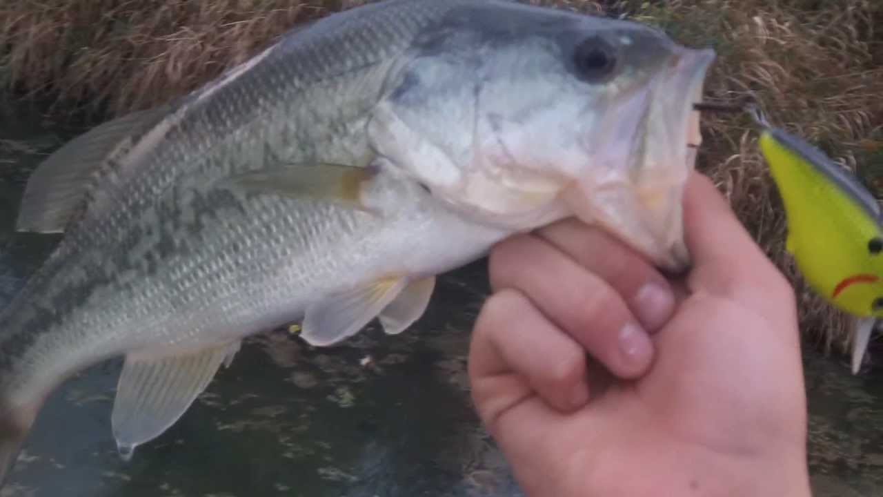 Largemouth Bass Fishing with Swimbaits and Spinnerbaits YouTube