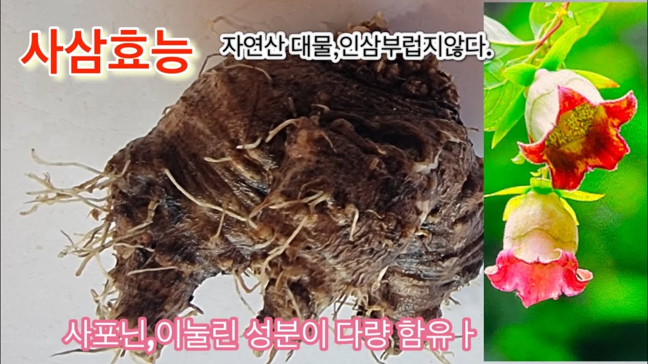 사삼효능##### - YouTube