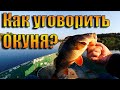 Ловля окуня летом.  Как уговорить рыбу.  Рыбалка на спиннинг